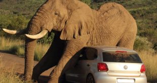 Η Ζιμπάμπουε γέμισε από… ελέφαντες και δεν ξέρει τι να τους κάνει