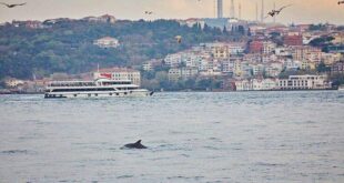 Κωνσταντινούπολη - Κορονοϊός: Τα δελφίνια χαίρονται έναν Βόσπορο γαλήνιο χάρη στο lockdown