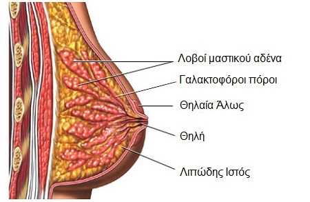 mastos