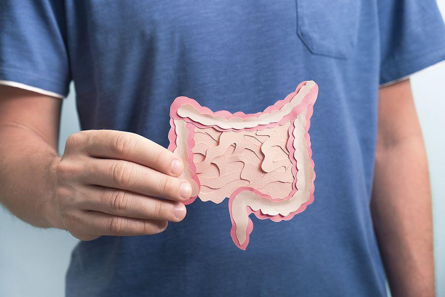 Man Holding Decorative Model Intestine. Healthy Digestion Concept, Probiotics And Prebiotics For Mic