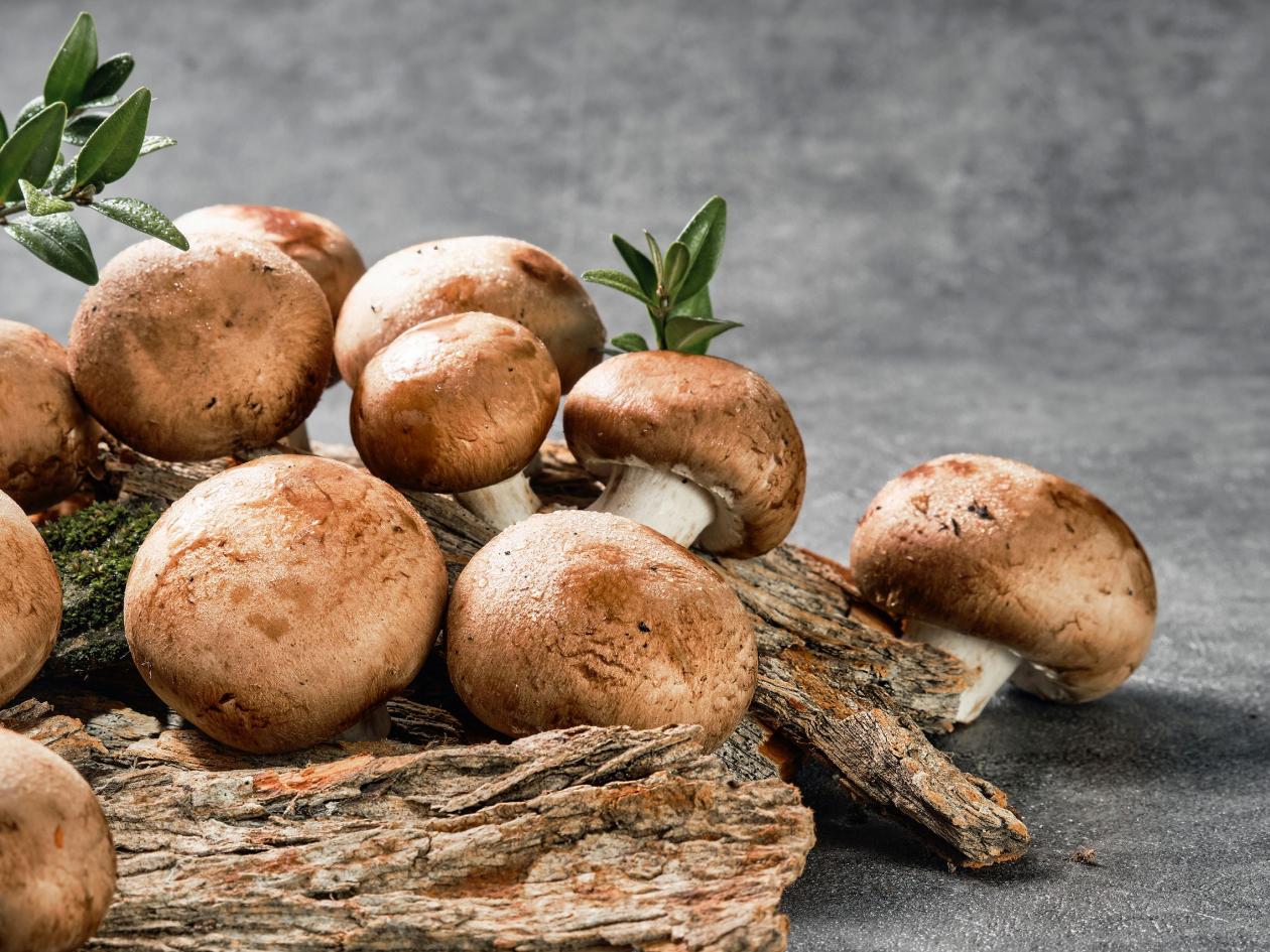 Royal Champignon In Water Drops, Several Fresh Mushrooms On A Gray Natural Background, Selective Foc