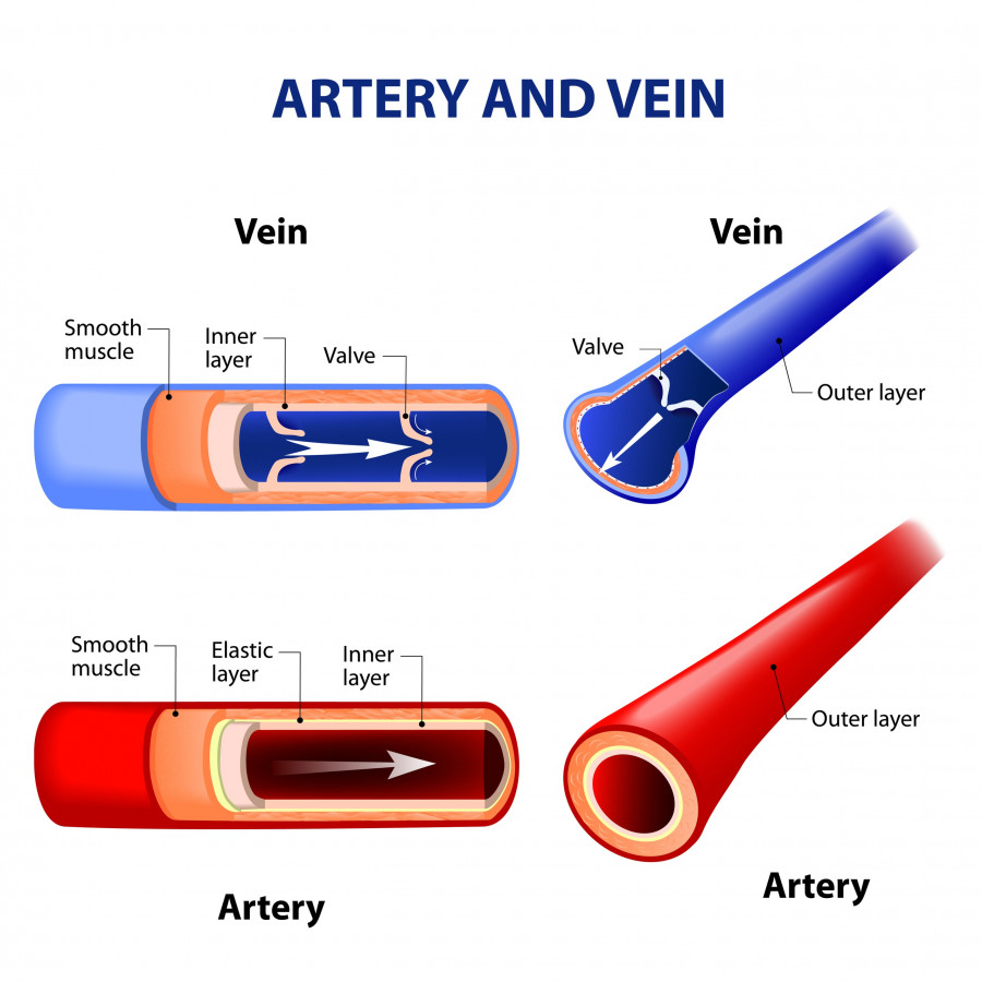 artery-vein