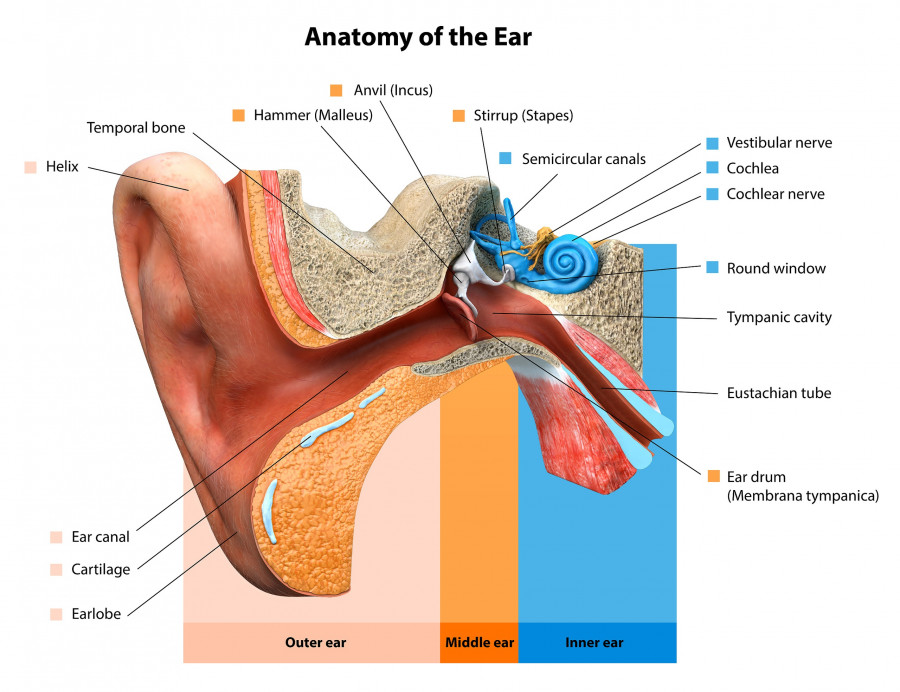 Ear