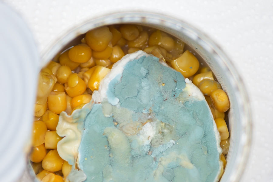 Moldy-Canned-Corn-Spoiled-Fungus